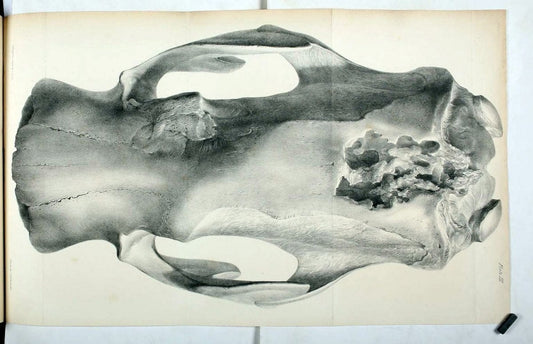 Description of the skeleton of an extinct gigantic Sloth, Mylodon robustus, Owen, with o | "Natural History Museum Library, London" | Vintage Print Reproduction 468299