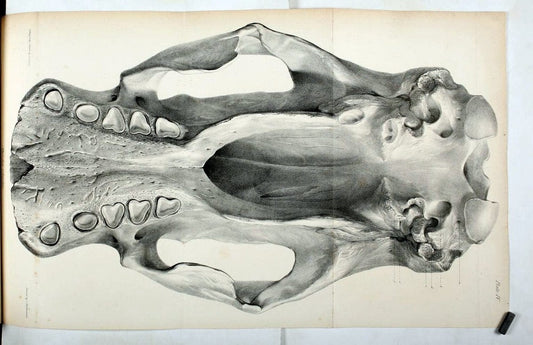 Description of the skeleton of an extinct gigantic Sloth, Mylodon robustus, Owen, with o | "Natural History Museum Library, London" | Vintage Print Reproduction 468300