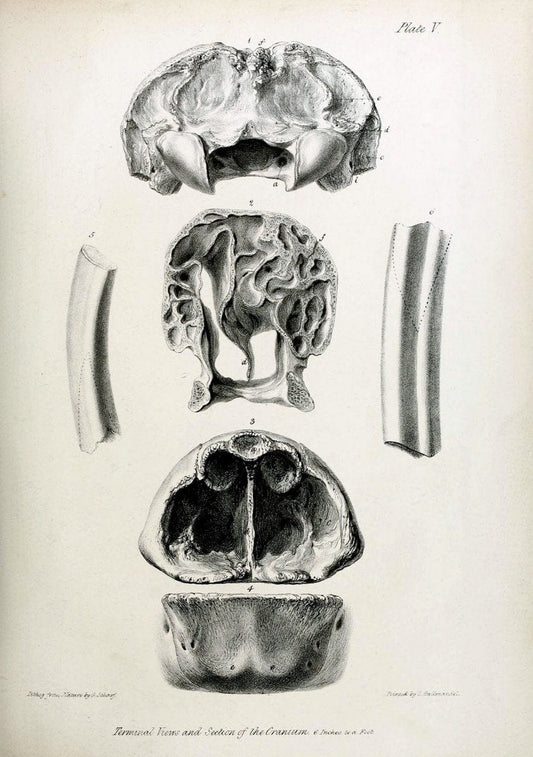 Description of the skeleton of an extinct gigantic Sloth, Mylodon robustus, Owen, with o | "Natural History Museum Library, London" | Vintage Print Reproduction 468301