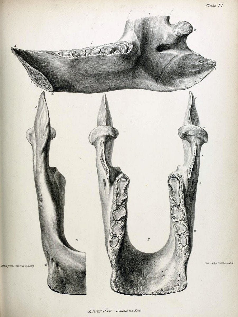 Description of the skeleton of an extinct gigantic Sloth, Mylodon robustus, Owen, with o | "Natural History Museum Library, London" | Vintage Print Reproduction 468302