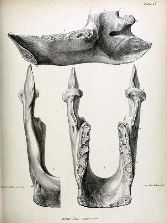Description of the skeleton of an extinct gigantic Sloth, Mylodon robustus, Owen, with o | "Natural History Museum Library, London" | Vintage Print Reproduction 468302