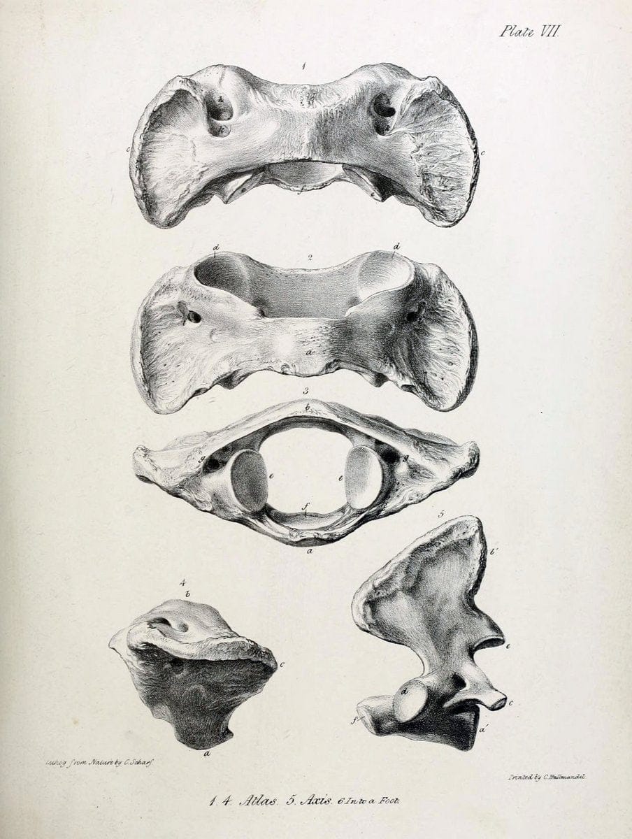 Description of the skeleton of an extinct gigantic Sloth, Mylodon robustus, Owen, with o | "Natural History Museum Library, London" | Vintage Print Reproduction 468303