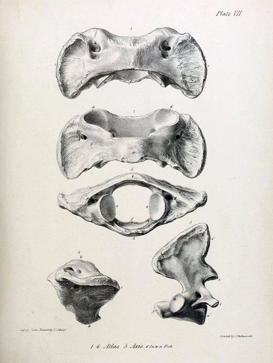 Description of the skeleton of an extinct gigantic Sloth, Mylodon robustus, Owen, with o | "Natural History Museum Library, London" | Vintage Print Reproduction 468303