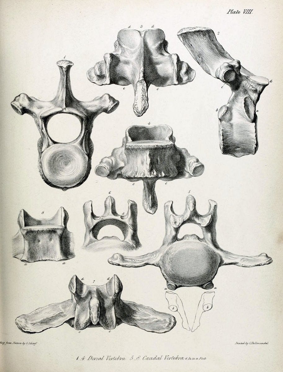 Description of the skeleton of an extinct gigantic Sloth, Mylodon robustus, Owen, with o | "Natural History Museum Library, London" | Vintage Print Reproduction 468304