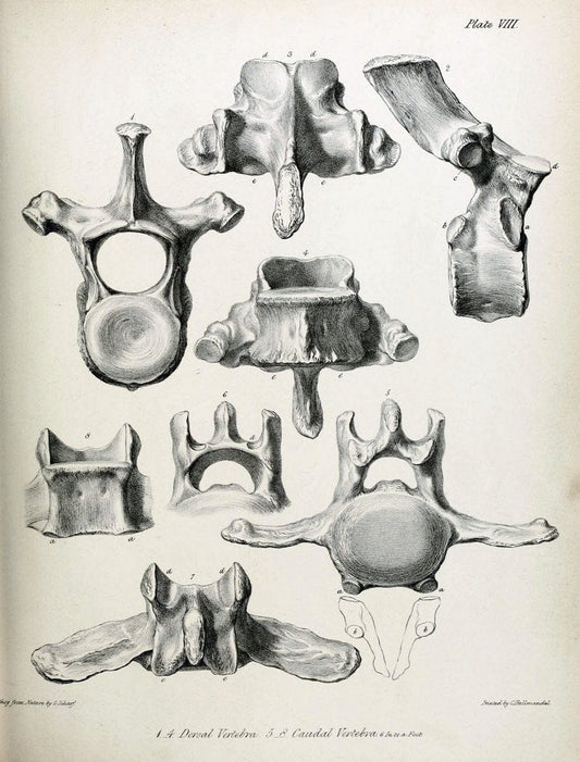 Description of the skeleton of an extinct gigantic Sloth, Mylodon robustus, Owen, with o | "Natural History Museum Library, London" | Vintage Print Reproduction 468304