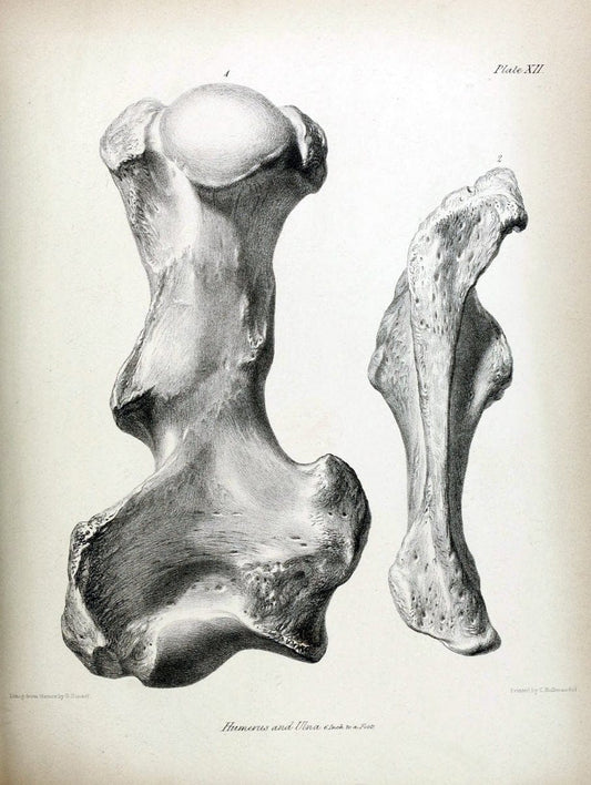 Description of the skeleton of an extinct gigantic Sloth, Mylodon robustus, Owen, with o | "Natural History Museum Library, London" | Vintage Print Reproduction 468308