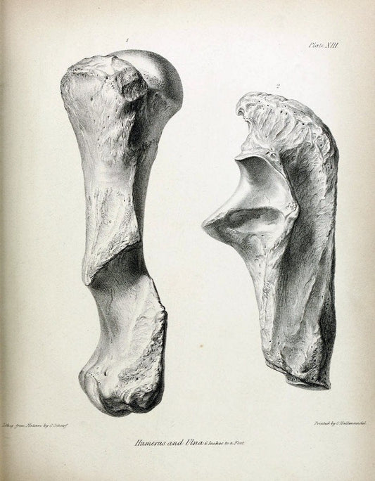 Description of the skeleton of an extinct gigantic Sloth, Mylodon robustus, Owen, with o | "Natural History Museum Library, London" | Vintage Print Reproduction 468309