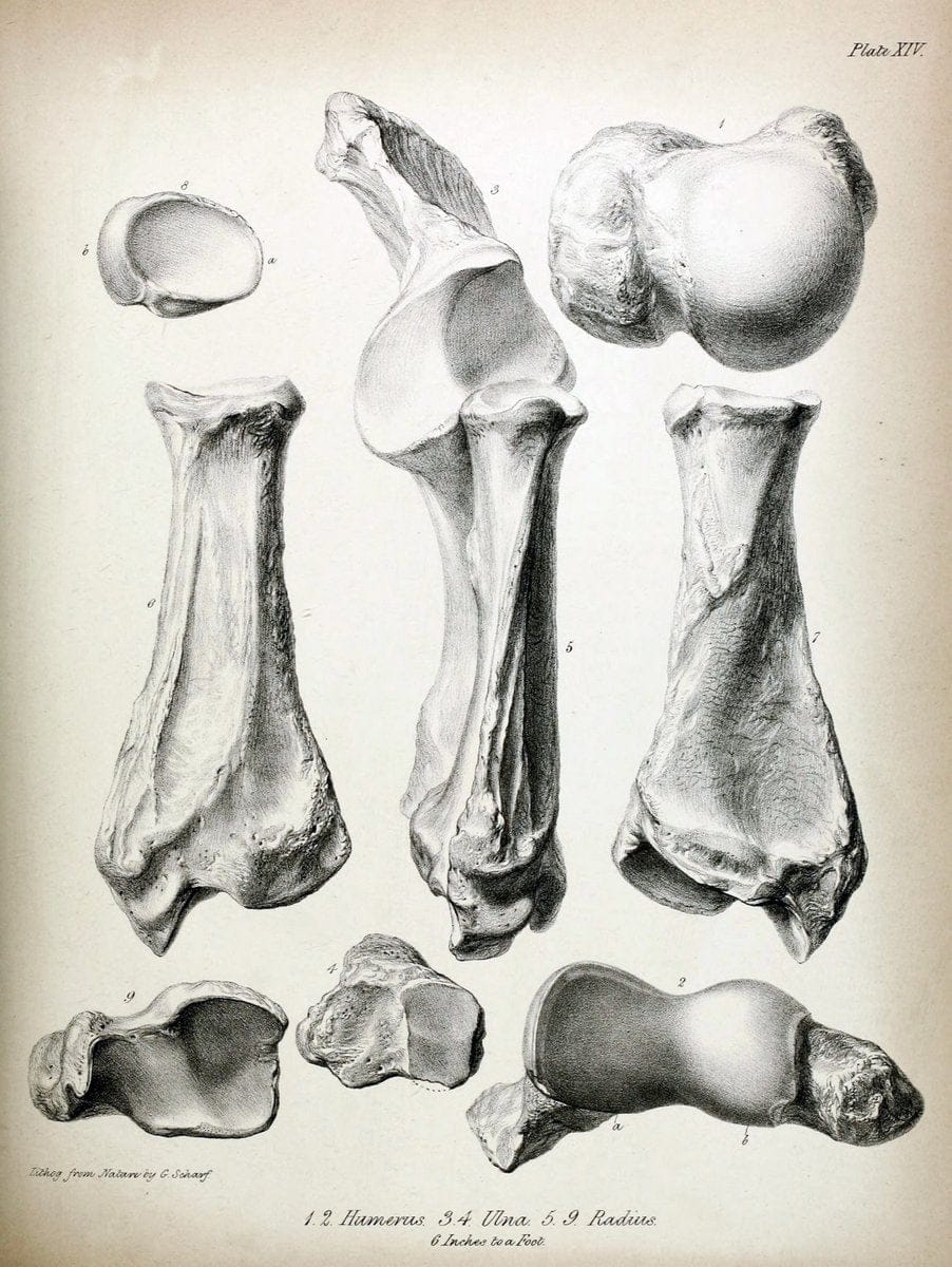 Description of the skeleton of an extinct gigantic Sloth, Mylodon robustus, Owen, with o | "Natural History Museum Library, London" | Vintage Print Reproduction 468310