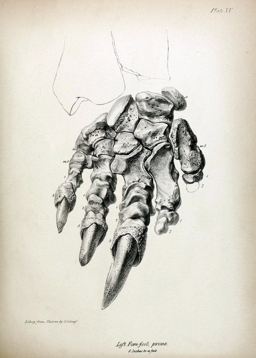 Dragable Image
