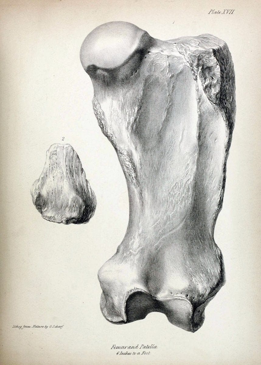 Description of the skeleton of an extinct gigantic Sloth, Mylodon robustus, Owen, with o | "Natural History Museum Library, London" | Vintage Print Reproduction 468313