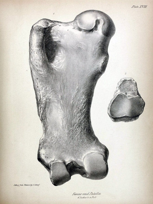 Description of the skeleton of an extinct gigantic Sloth, Mylodon robustus, Owen, with o | "Natural History Museum Library, London" | Vintage Print Reproduction 468314