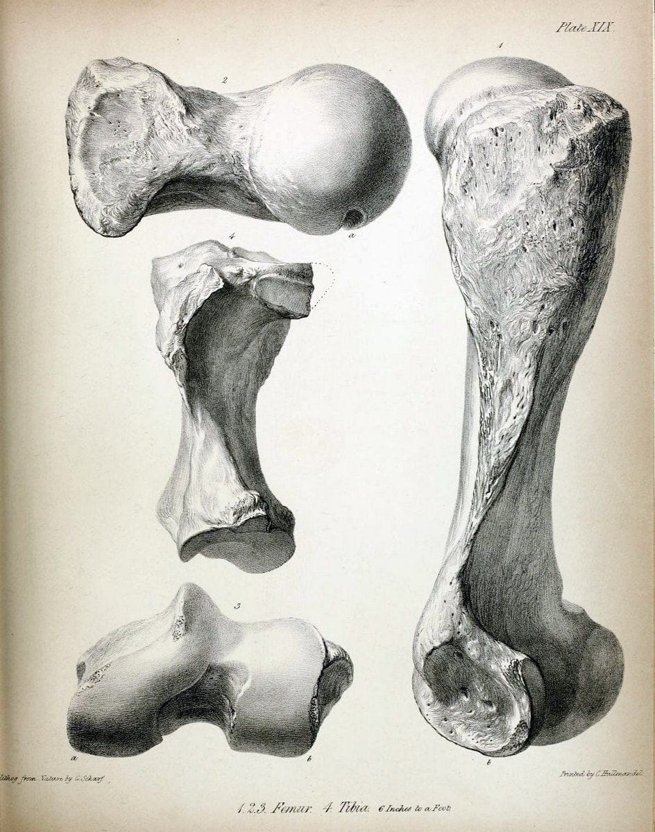 Description of the skeleton of an extinct gigantic Sloth, Mylodon robustus, Owen, with o | "Natural History Museum Library, London" | Vintage Print Reproduction 468315