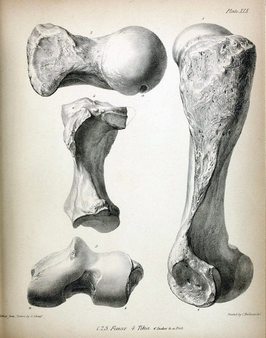 Description of the skeleton of an extinct gigantic Sloth, Mylodon robustus, Owen, with o | "Natural History Museum Library, London" | Vintage Print Reproduction 468315
