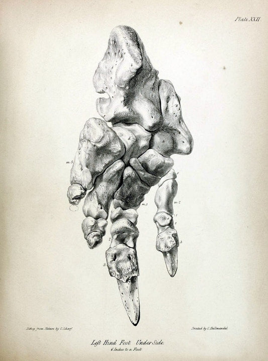 Description of the skeleton of an extinct gigantic Sloth, Mylodon robustus, Owen, with o | "Natural History Museum Library, London" | Vintage Print Reproduction 468318