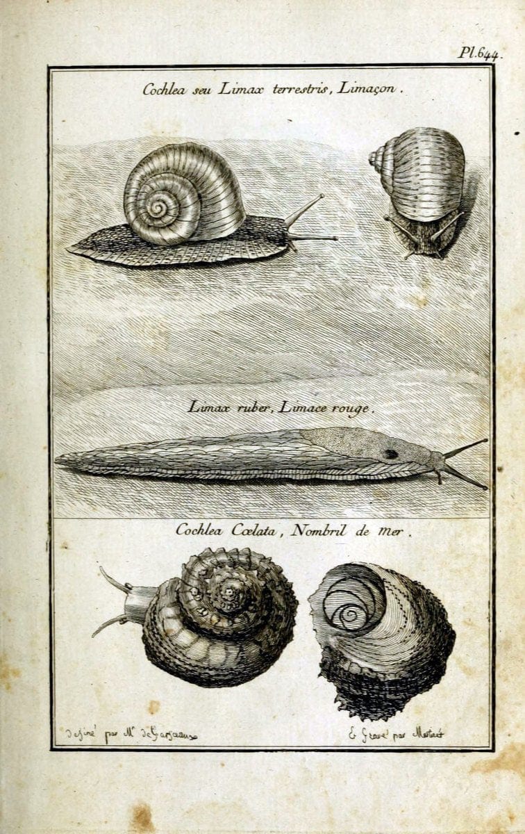 Description, vertus et usages de sept cents dix-neuf plantes :.Paris :P.F. Didot le jeun | France "Materia medica" "Medicinal plants" "Pictorial works" | Vintage Print Reproduction 468321