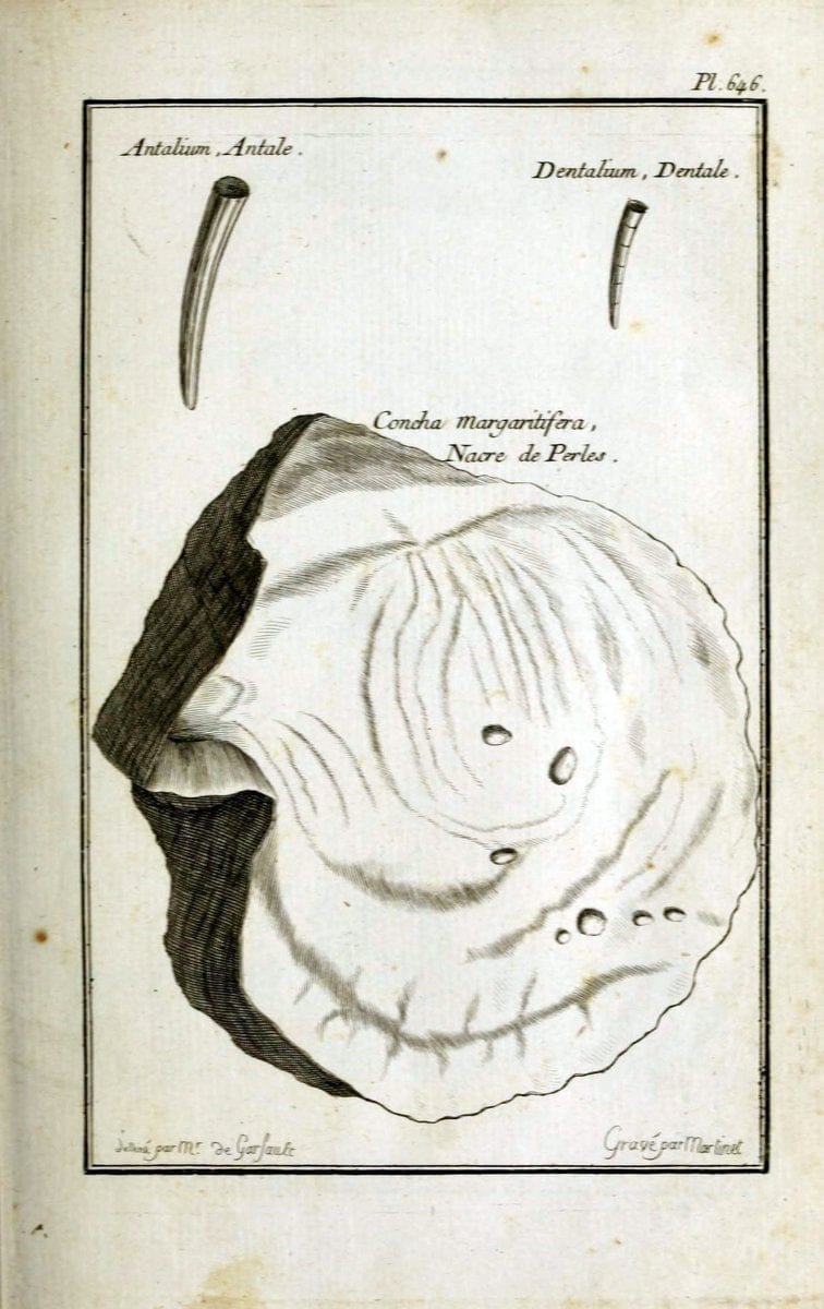 Description, vertus et usages de sept cents dix-neuf plantes :.Paris :P.F. Didot le jeun | France "Materia medica" "Medicinal plants" "Pictorial works" | Vintage Print Reproduction 468323