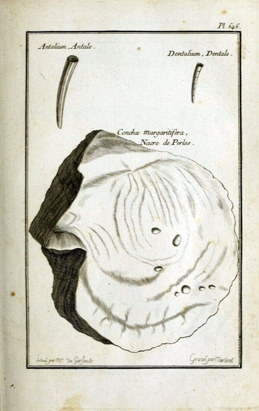 Description, vertus et usages de sept cents dix-neuf plantes :.Paris :P.F. Didot le jeun | France "Materia medica" "Medicinal plants" "Pictorial works" | Vintage Print Reproduction 468323