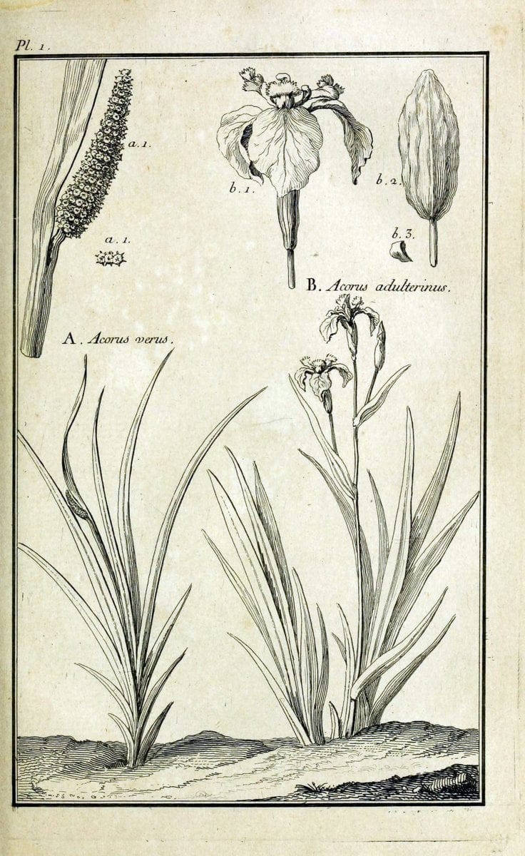 Description, vertus et usages de sept cents dix-neuf plantes :.Paris :P.F. Didot le jeun | France "Materia medica" "Medicinal plants" "Pictorial works" | Vintage Print Reproduction 468324