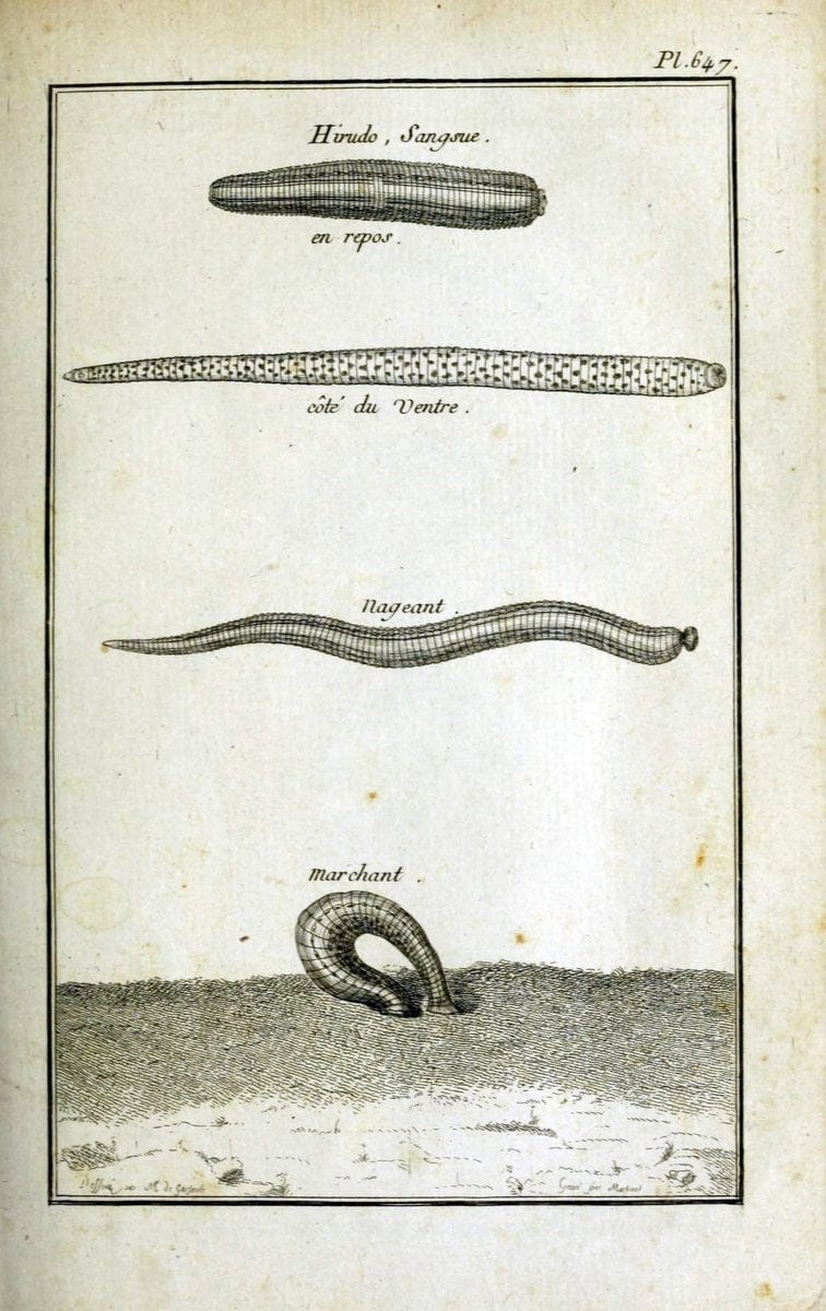 Description, vertus et usages de sept cents dix-neuf plantes :.Paris :P.F. Didot le jeun | France "Materia medica" "Medicinal plants" "Pictorial works" | Vintage Print Reproduction 468325