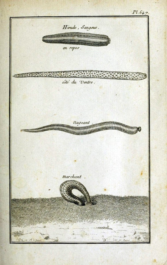 Description, vertus et usages de sept cents dix-neuf plantes :.Paris :P.F. Didot le jeun | France "Materia medica" "Medicinal plants" "Pictorial works" | Vintage Print Reproduction 468325