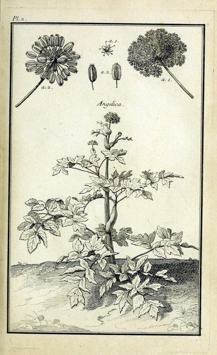 Description, vertus et usages de sept cents dix-neuf plantes :.Paris :P.F. Didot le jeun | France "Materia medica" "Medicinal plants" "Pictorial works" | Vintage Print Reproduction 468326