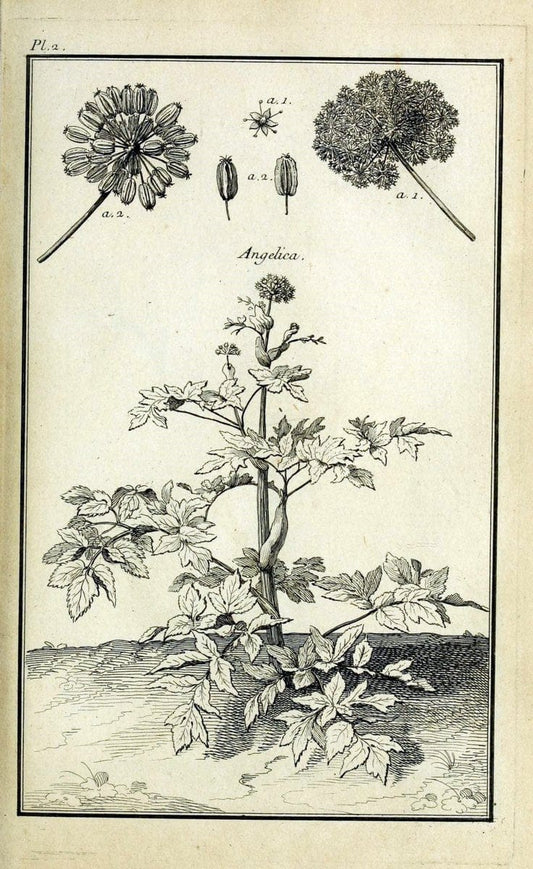Description, vertus et usages de sept cents dix-neuf plantes :.Paris :P.F. Didot le jeun | France "Materia medica" "Medicinal plants" "Pictorial works" | Vintage Print Reproduction 468326