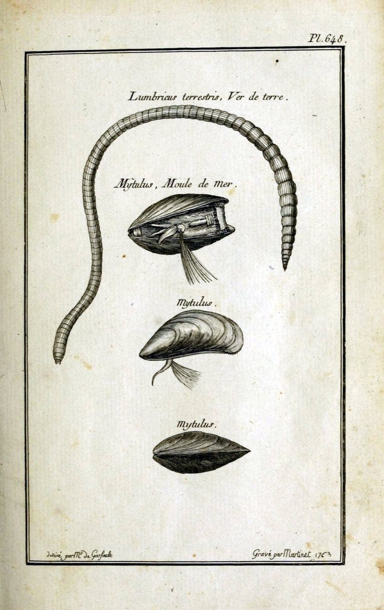 Description, vertus et usages de sept cents dix-neuf plantes :.Paris :P.F. Didot le jeun | France "Materia medica" "Medicinal plants" "Pictorial works" | Vintage Print Reproduction 468327