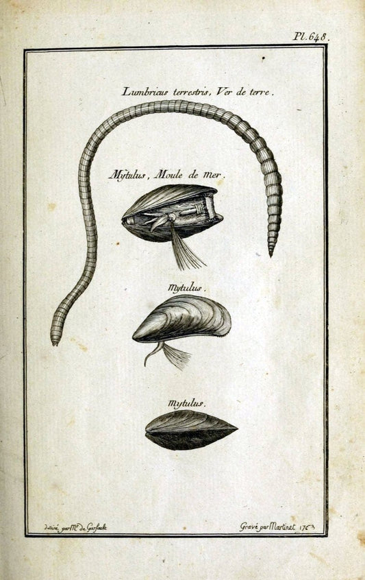 Description, vertus et usages de sept cents dix-neuf plantes :.Paris :P.F. Didot le jeun | France "Materia medica" "Medicinal plants" "Pictorial works" | Vintage Print Reproduction 468327