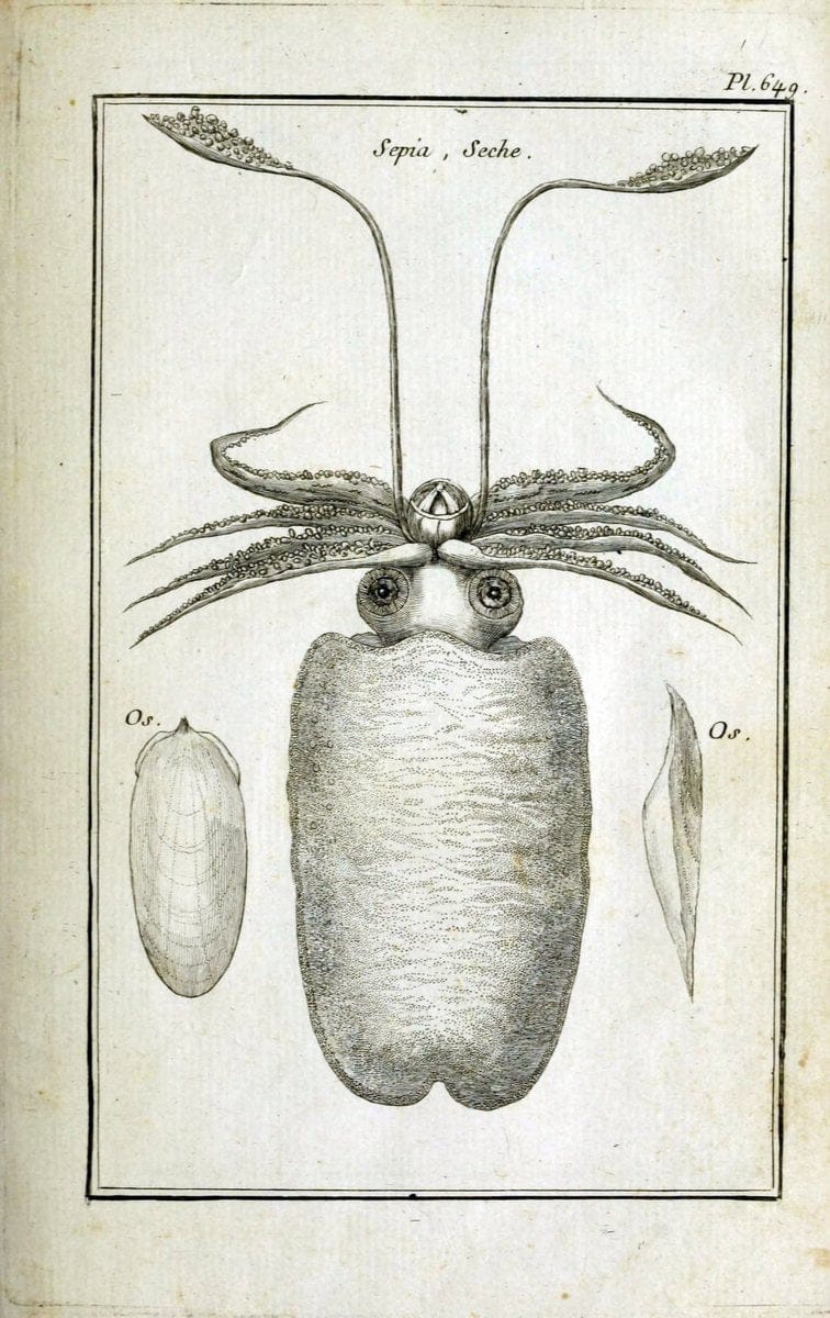 Description, vertus et usages de sept cents dix-neuf plantes :.Paris :P.F. Didot le jeun | France "Materia medica" "Medicinal plants" "Pictorial works" | Vintage Print Reproduction 468329