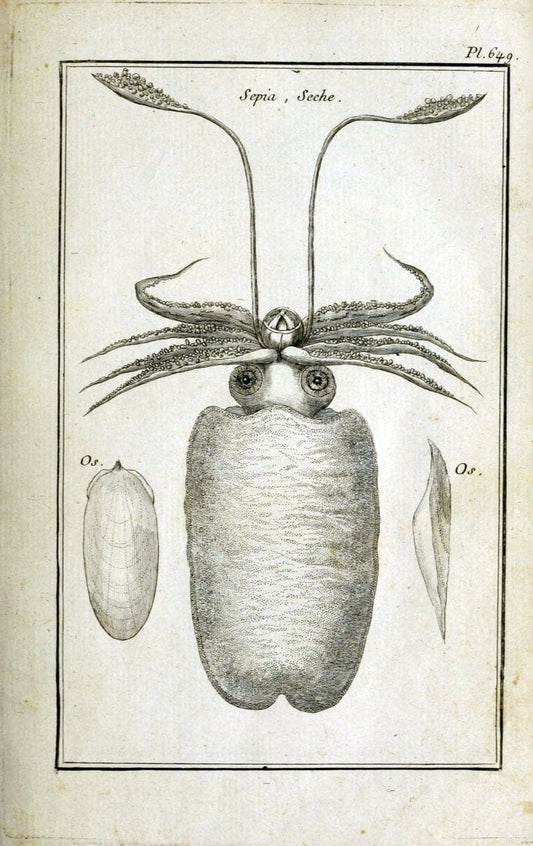 Description, vertus et usages de sept cents dix-neuf plantes :.Paris :P.F. Didot le jeun | France "Materia medica" "Medicinal plants" "Pictorial works" | Vintage Print Reproduction 468329