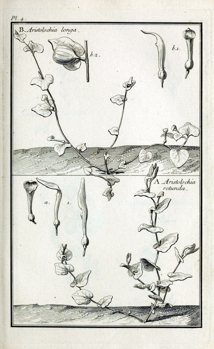Description, vertus et usages de sept cents dix-neuf plantes :.Paris :P.F. Didot le jeun | France "Materia medica" "Medicinal plants" "Pictorial works" | Vintage Print Reproduction 468330