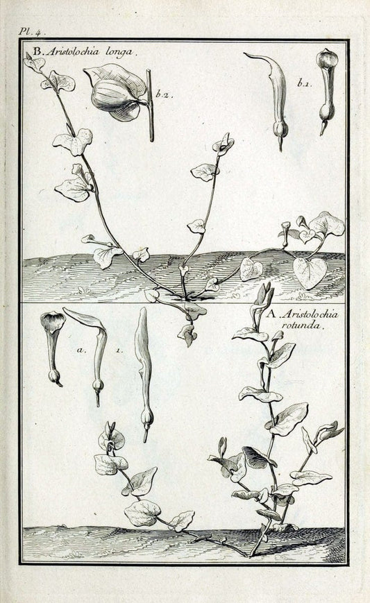 Description, vertus et usages de sept cents dix-neuf plantes :.Paris :P.F. Didot le jeun | France "Materia medica" "Medicinal plants" "Pictorial works" | Vintage Print Reproduction 468330