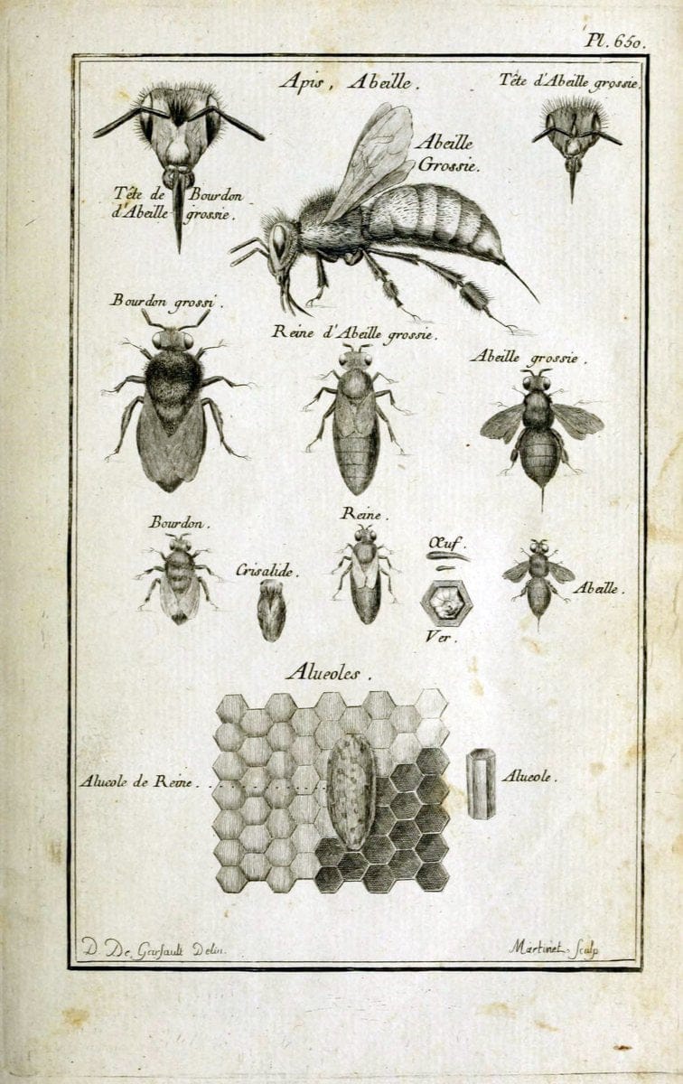 Description, vertus et usages de sept cents dix-neuf plantes :.Paris :P.F. Didot le jeun | France "Materia medica" "Medicinal plants" "Pictorial works" | Vintage Print Reproduction 468331