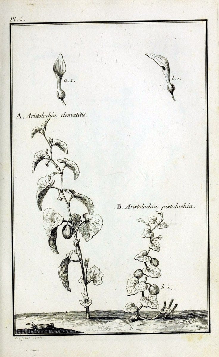 Description, vertus et usages de sept cents dix-neuf plantes :.Paris :P.F. Didot le jeun | France "Materia medica" "Medicinal plants" "Pictorial works" | Vintage Print Reproduction 468332