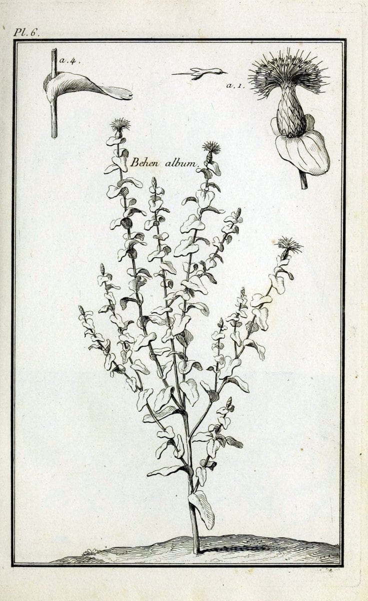 Description, vertus et usages de sept cents dix-neuf plantes :.Paris :P.F. Didot le jeun | France "Materia medica" "Medicinal plants" "Pictorial works" | Vintage Print Reproduction 468334