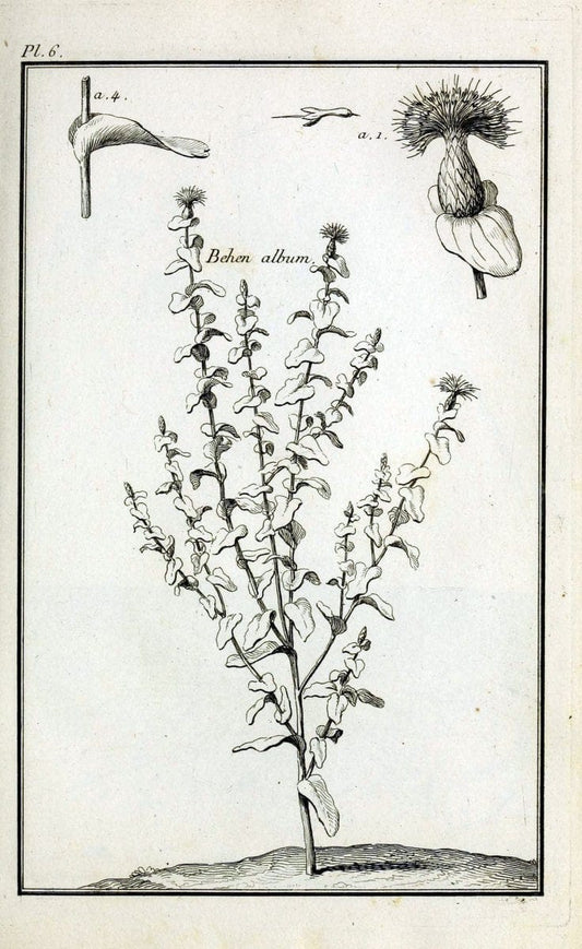 Description, vertus et usages de sept cents dix-neuf plantes :.Paris :P.F. Didot le jeun | France "Materia medica" "Medicinal plants" "Pictorial works" | Vintage Print Reproduction 468334