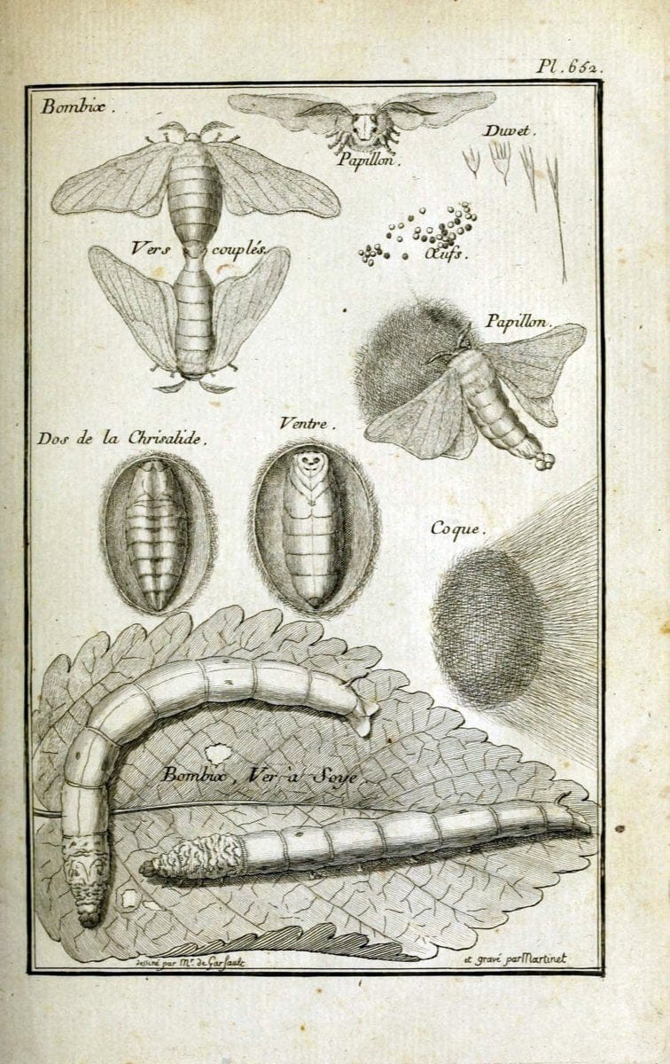 Description, vertus et usages de sept cents dix-neuf plantes :.Paris :P.F. Didot le jeun | France "Materia medica" "Medicinal plants" "Pictorial works" | Vintage Print Reproduction 468335