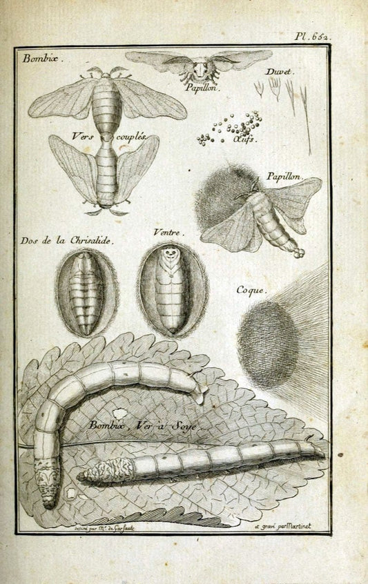 Description, vertus et usages de sept cents dix-neuf plantes :.Paris :P.F. Didot le jeun | France "Materia medica" "Medicinal plants" "Pictorial works" | Vintage Print Reproduction 468335