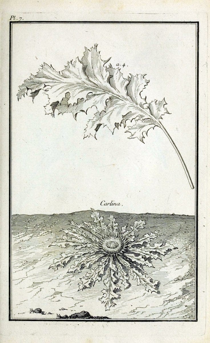 Description, vertus et usages de sept cents dix-neuf plantes :.Paris :P.F. Didot le jeun | France "Materia medica" "Medicinal plants" "Pictorial works" | Vintage Print Reproduction 468336