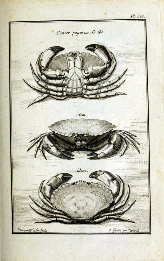 Description, vertus et usages de sept cents dix-neuf plantes :.Paris :P.F. Didot le jeun | France "Materia medica" "Medicinal plants" "Pictorial works" | Vintage Print Reproduction 468337