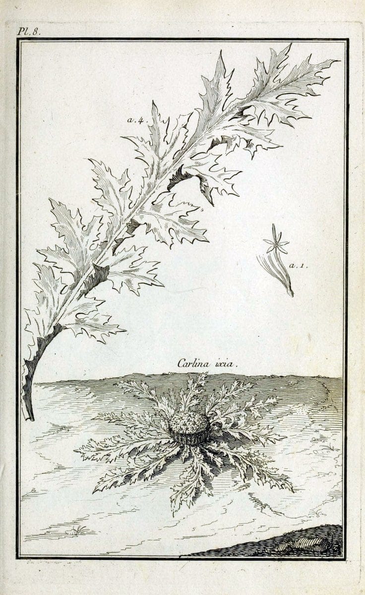 Description, vertus et usages de sept cents dix-neuf plantes :.Paris :P.F. Didot le jeun | France "Materia medica" "Medicinal plants" "Pictorial works" | Vintage Print Reproduction 468338
