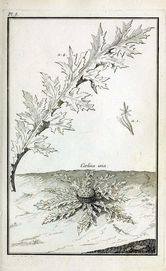Description, vertus et usages de sept cents dix-neuf plantes :.Paris :P.F. Didot le jeun | France "Materia medica" "Medicinal plants" "Pictorial works" | Vintage Print Reproduction 468338