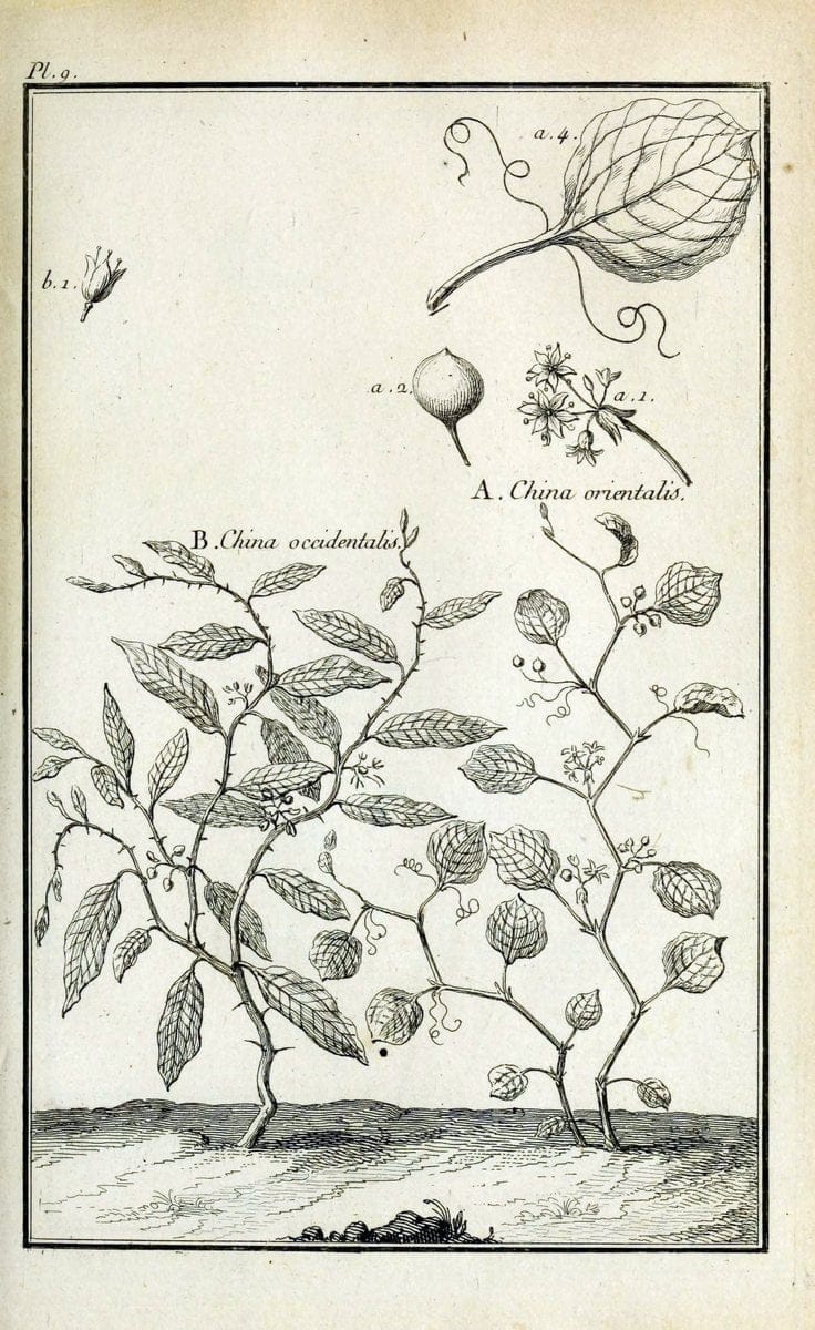 Description, vertus et usages de sept cents dix-neuf plantes :.Paris :P.F. Didot le jeun | France "Materia medica" "Medicinal plants" "Pictorial works" | Vintage Print Reproduction 468340