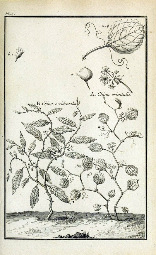 Description, vertus et usages de sept cents dix-neuf plantes :.Paris :P.F. Didot le jeun | France "Materia medica" "Medicinal plants" "Pictorial works" | Vintage Print Reproduction 468340