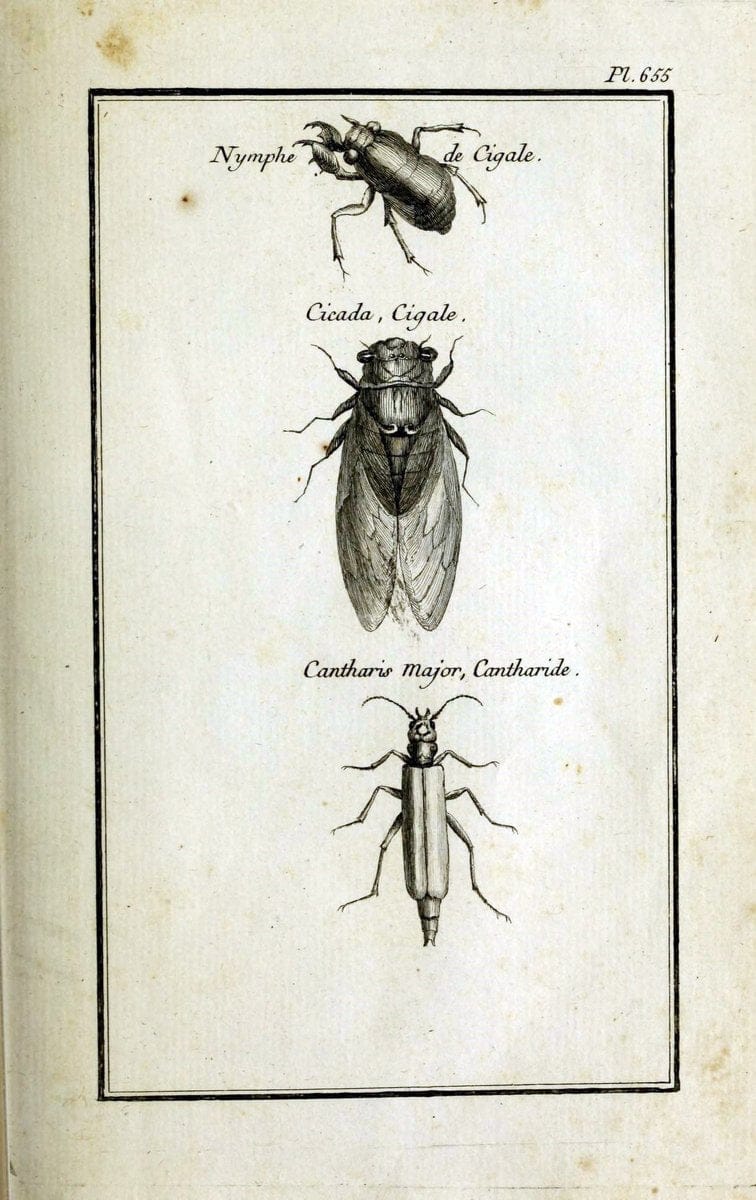 Description, vertus et usages de sept cents dix-neuf plantes :.Paris :P.F. Didot le jeun | France "Materia medica" "Medicinal plants" "Pictorial works" | Vintage Print Reproduction 468341