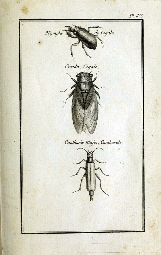 Description, vertus et usages de sept cents dix-neuf plantes :.Paris :P.F. Didot le jeun | France "Materia medica" "Medicinal plants" "Pictorial works" | Vintage Print Reproduction 468341