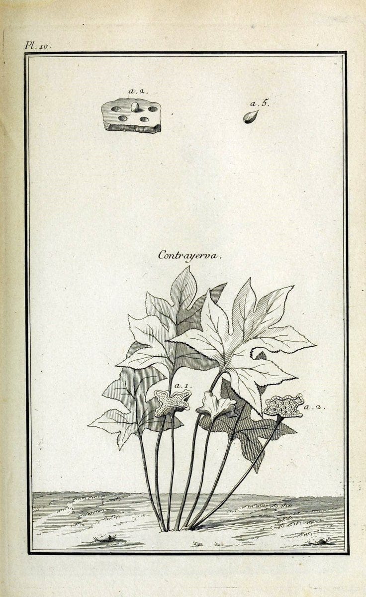 Description, vertus et usages de sept cents dix-neuf plantes :.Paris :P.F. Didot le jeun | France "Materia medica" "Medicinal plants" "Pictorial works" | Vintage Print Reproduction 468342