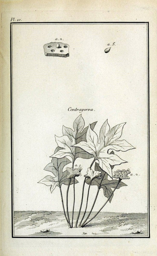 Description, vertus et usages de sept cents dix-neuf plantes :.Paris :P.F. Didot le jeun | France "Materia medica" "Medicinal plants" "Pictorial works" | Vintage Print Reproduction 468342