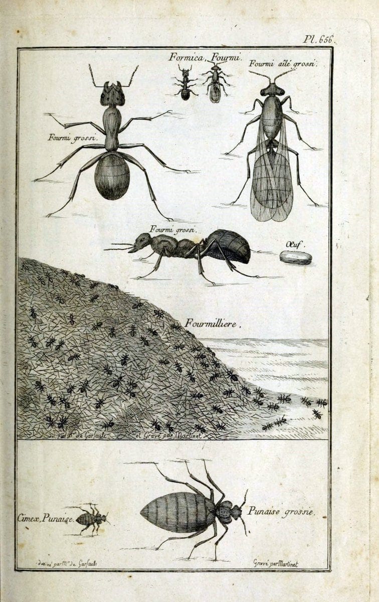 Description, vertus et usages de sept cents dix-neuf plantes :.Paris :P.F. Didot le jeun | France "Materia medica" "Medicinal plants" "Pictorial works" | Vintage Print Reproduction 468343