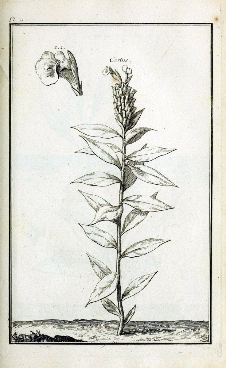 Description, vertus et usages de sept cents dix-neuf plantes :.Paris :P.F. Didot le jeun | France "Materia medica" "Medicinal plants" "Pictorial works" | Vintage Print Reproduction 468344